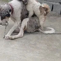 سگ شیتزو نر مفقود وگم شده|حیوانات|تنکابن, |دیوار