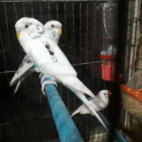 مرغ عشق و فنچ