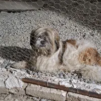 سگ پاکوتا