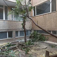 خریددرخت خریدچوب برش چوب خریدچوب کهنه وهرس|خدمات باغبانی و درختکاری|تبریز, |دیوار