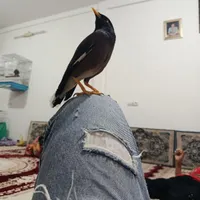 مرغ مینا سخنگو