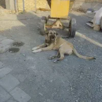 واگذاری سگ سرابی