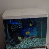 اکواریوم شرکتی و ماهی|ماهی|اهر, |دیوار