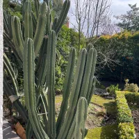 کاکتوس با طول عمر ۲۰ سال