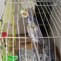 عروس هلندی|پرنده|طرقبه, |دیوار