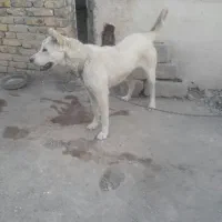 توله سگ ماده سرابی ۱۰ ماهه