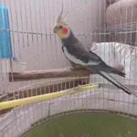 عروس هلندی  باهوش