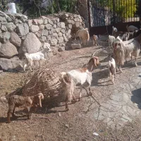 تعداد گوسفند ماده