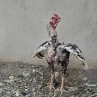 خروس جوان لاری