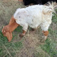 یک راس بز دقلو یک راس تک قلو پاکستانی بسیار درشت