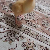 جوجه اردک گوگولی