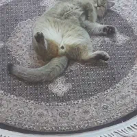 گربه بریتیش گلد|گربه|تبریز, |دیوار