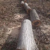 خرید انواع چوب تیر سقفی بالاترین فیمت