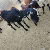 یه بزبربری بزرگ بادوتابزغاله نرماده|حیوانات مزرعه|پسکوه, |دیوار