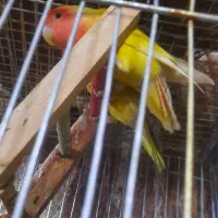 طوطی برزیلی|پرنده|اصفهان, قائمیه|دیوار