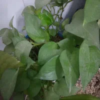 نیازمند پرستار خانم