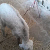 بزغاله شیر خوار قیمت ۶ میلیون ماده