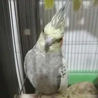 ‌عرو‌س‌‌‌‌‌‌‌‌‌‌‌‌‌‌  هلندی