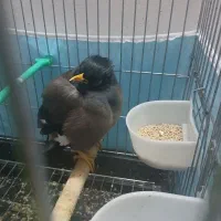 مرغ مینا|پرنده|سبزوار, امیر کبیر|دیوار