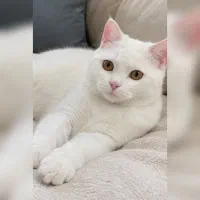 گربه بریتیش ماده فوری