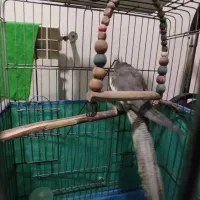 ماده عروس هلندی|پرنده|محمدیه-قزوین, |دیوار