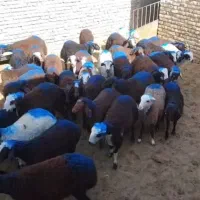 بره نر افشاری اصل جنس