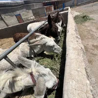 شیر الاغ تازه با بهترین خوراک دوشیدن در حضورخودتون|خوردنی و آشامیدنی|قزوین, |دیوار