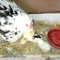 مرغ وخروس گلین|حیوانات مزرعه|قم, شهرک مهدیه|دیوار