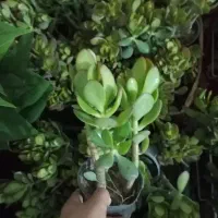 با پول یک چیپس 4تا گل بخر
