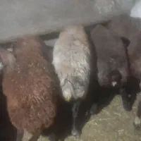 گوسفند|حیوانات مزرعه|کوراییم, |دیوار