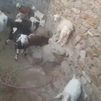 تعدادی بز و بزقاله سانن ودورگ سانن ومیش بره|حیوانات مزرعه|بیرجند, |دیوار