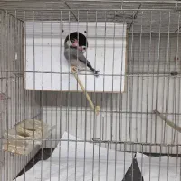 فنچ .کرواتی نرگسی .بنگالی|پرنده|قزوین, |دیوار