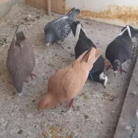 کفتر پرشی وجفتی