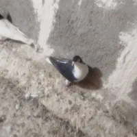 کبوتر یا کفتر ساده سیاه نر با با ماده افشون