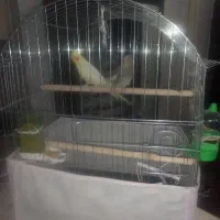 یک جفت عروس هلندی با قفس لاکچری