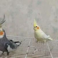 عروس هلندی|پرنده|مشهد, گلشور|دیوار