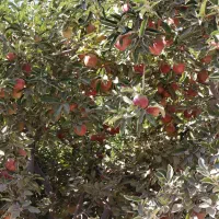 تور آبشار بار نیشابور و شهر سیب خراسان