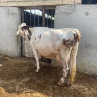 گاو آبستن مونت بیلیارد