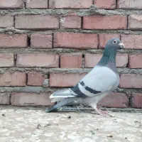 کبوتر مسافتی و نقش
