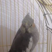 یک جفت عروس|پرنده|نگین شهر, |دیوار