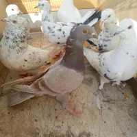 کفتر تهرانی