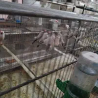 نرگسی شکلاتی مولد|پرنده|قم, آزادگان|دیوار