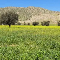 زمین-با-درخت-در-روستای-طسوج-به-متراژ-3هزار-متر