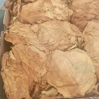برگ زرد|خدمات باغبانی و درختکاری|برازجان, |دیوار