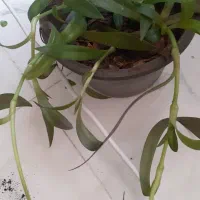 گل گهواره موسی و گل ناز|گل و گیاه طبیعی|قم, انسجام|دیوار