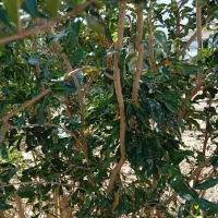 صد عدد نهال انار قصردشتی|گل و گیاه طبیعی|شیراز, درکی|دیوار