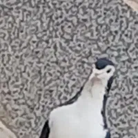 کفتر خوش رنگ