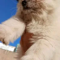 سگ دورگ پامر