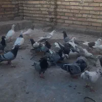 کبوتر پرشی 30عدد