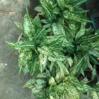 فروش گل های خانگی و آپارتمانی
